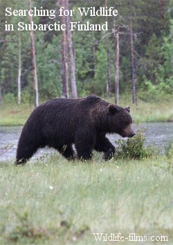 A DVD film Searching for Wildlife in Subarctic Finland