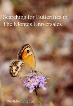 A DVD film Searching for Butterflies in The Montes Universales