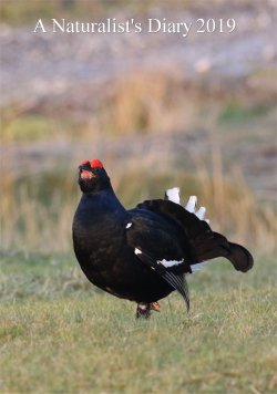A DVD film of British Wildlife