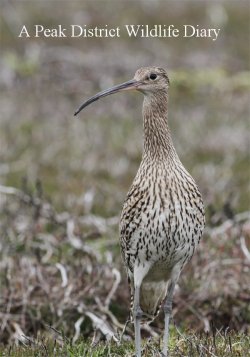 A DVD film A Peak District Wildlife Diary